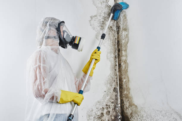 Reliable Springville, IA Mold Removal Services Solutions